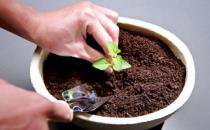 花盆土壤板結的原因和解決辦法