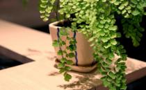 盤點各類花卉的養殖注意事項