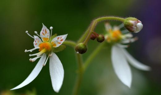 養(yǎng)好虎耳草的秘訣