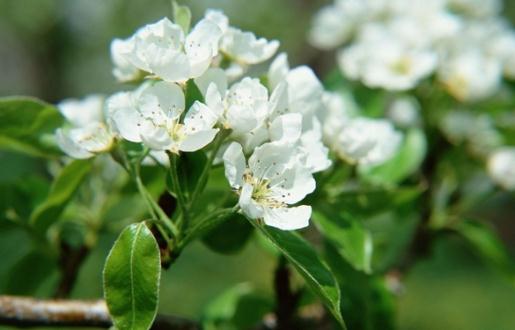 除了自來(lái)水還有什么水能澆花?