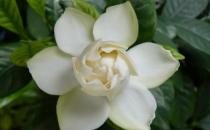 為什么你種的梔子花葉黃還不開(kāi)花？