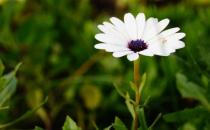 除蟲菊有什么功效呢？