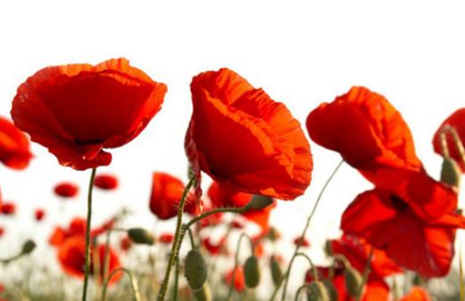 為什么虞美人總是種不活？