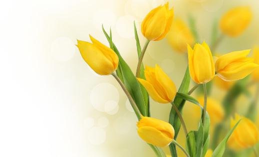 郁金香品質(zhì)退化的處理方法