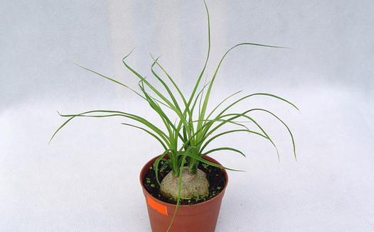 這樣種植酒瓶蘭可以葉綠形美哦!