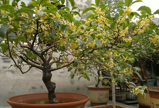 盆栽桂花不開花怎么辦？