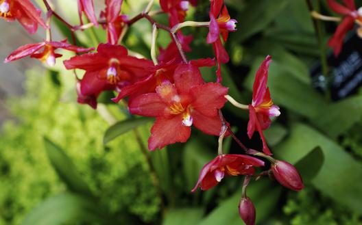 中國(guó)蘭和熱帶蘭的區(qū)別