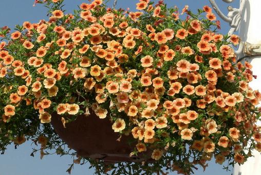 四月份如何養(yǎng)花最好?