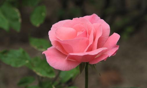 月季對(duì)生長(zhǎng)環(huán)境的要求