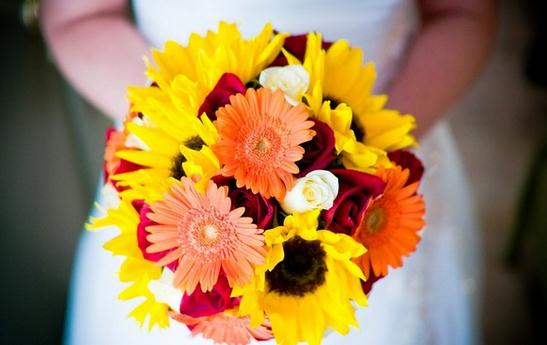 非洲菊如何挑選？非洲菊如何養護？