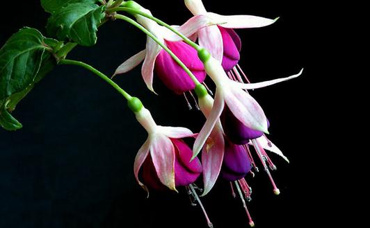 想養花?花卉都有哪些類型?