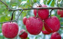 血糖低有哪些癥狀？低血糖如何飲食調理？