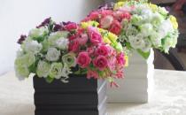 養(yǎng)在衛(wèi)生間里的花卉如何擺置？