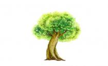 榕樹是怎樣的？怎么識別榕樹？