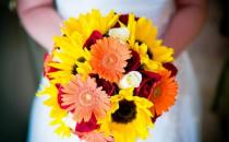 非洲菊如何挑選？非洲菊如何養護？