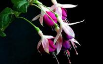 想養花？花卉都有哪些類型？