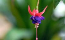 倒掛金鐘的簡介 倒掛金鐘的種植方法