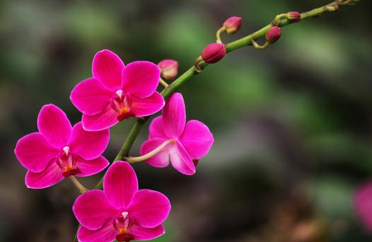 花卉缺素癥是什么原因?