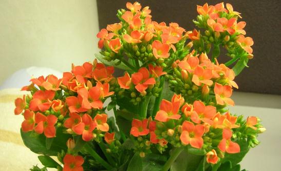 六月份養什么花最好？