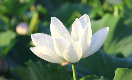 在陽臺擺放什么花卉比較好？