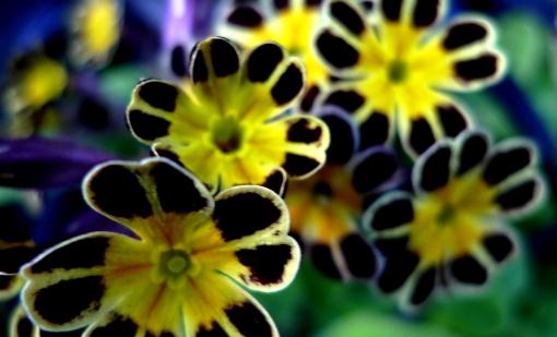 室內用什么花卉裝飾比較好？