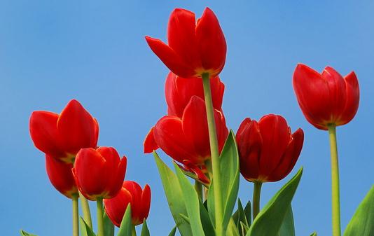 在室內(nèi)用花卉裝飾的布局方法