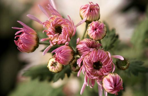 香菊的養護要點有哪些？