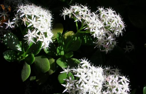 玉樹有毒嗎?玉樹的簡介