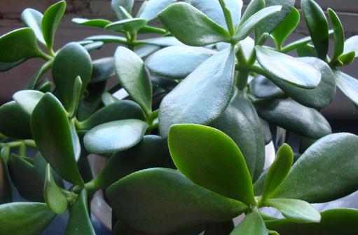 這樣養玉樹才會開花哦!