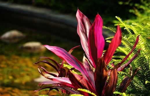 朱蕉如何栽培?朱蕉的簡介