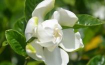 梔子花都有什么種類？梔子花對環境的要求