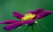 秋季適合養什么花？秋季如何養花？