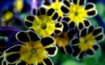 在室內用花卉裝飾的布局方法