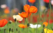 夏季養什么花最好？夏季如何養花？