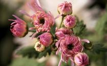 香菊的養護要點有哪些？