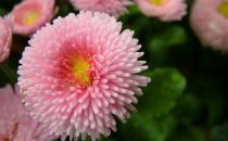 如何給養花的土壤消毒？