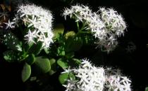 玉樹(shù)有毒嗎？玉樹(shù)的簡(jiǎn)介