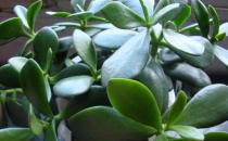 這樣養玉樹才會開花哦！