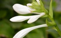 玉簪的品種和玉簪的養護方法