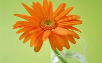 在家里養花有什么好處？