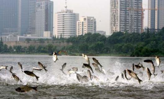 地震前動物會有怎樣的報(bào)警?