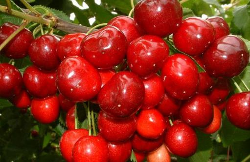 櫻桃的營養(yǎng)價值與功效盤點