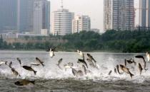 地震前動物會有怎樣的報警？