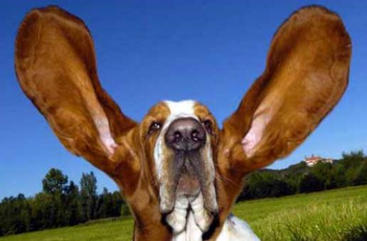 耳朵突然進入異物要怎么辦？