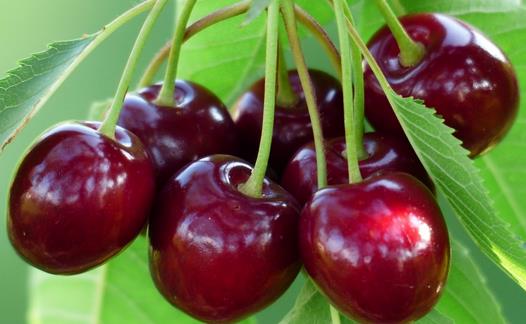 白領女性吃什么防輻射？防輻射食物與茶飲推薦