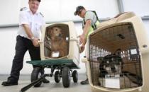 寵物可以帶出國嗎？怎么把寵物帶出國去？