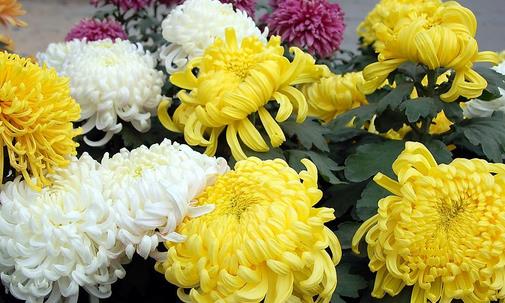 四種花類(lèi)食材不同的保健功效