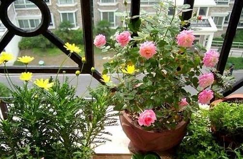 室內(nèi)養(yǎng)花3宜3忌要切記