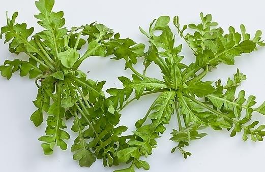 春季吃什么野菜好?四種食用野菜介紹