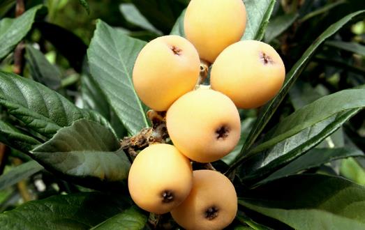 枇杷營養(yǎng)好 預防癌癥增食欲